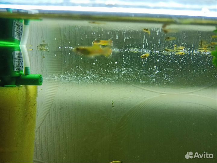 Молодь гуппи