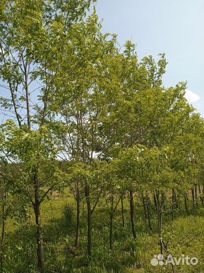 Саженцы Акация белая