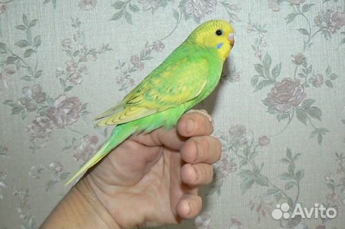 Волнистые попугаи