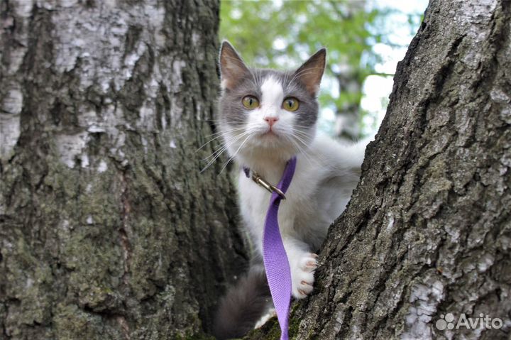 Том ищет дом