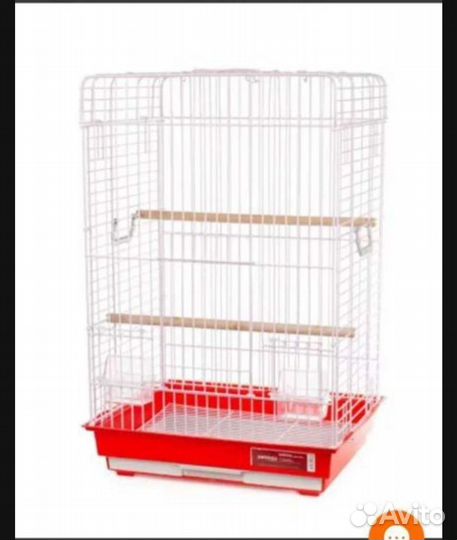 Попугай корелла ручной