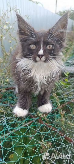 Котята мейн-кун бесплатно полукровки