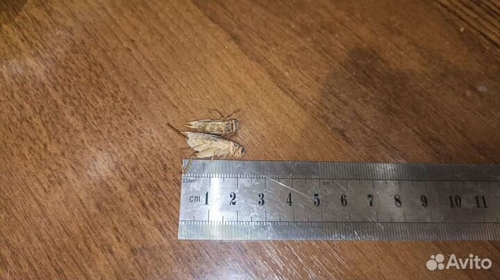 Сверчки Тараканы