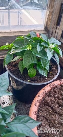 Перец домашний острый