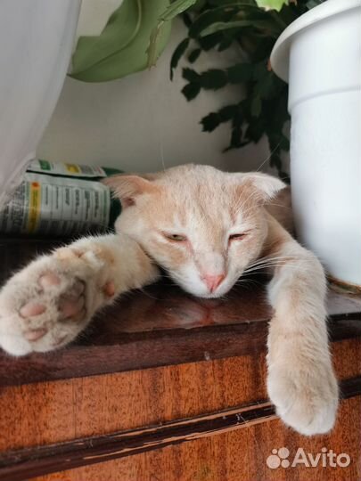 Шотландец вислоухий