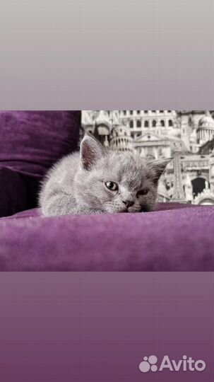 Британская короткошерстная кошка