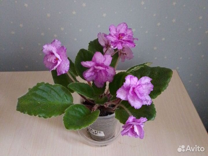 Фиалка цветущая