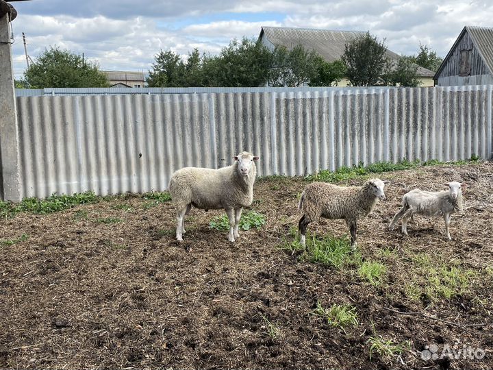 Продам барана на племя (тексель)