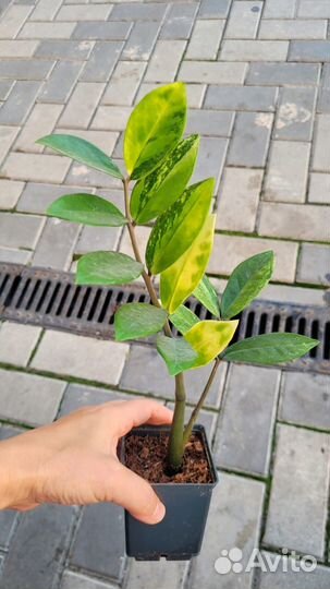 Замиокулькас вариегатный