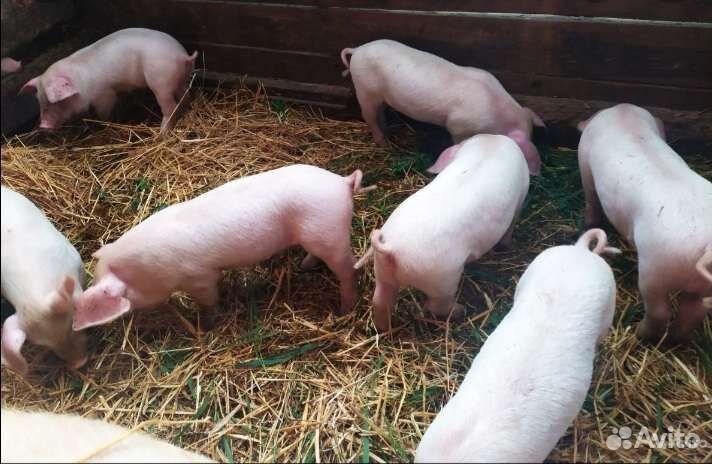 Поросята