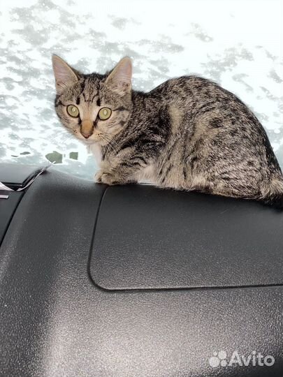 Котенок бобтейл