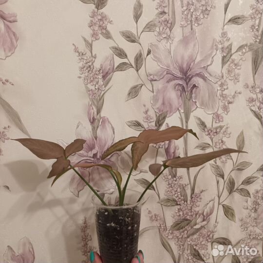 Сингониум Регина