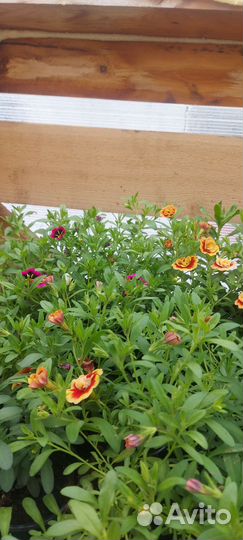 Рассада однолетних цветы