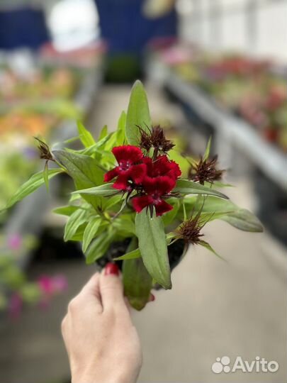 Гвоздика многолетняя