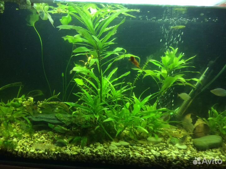 Аквариумные рыбки, растения,улитки, прополка