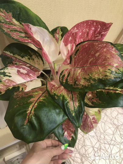 Aglaonema Rattana Rung Rueng