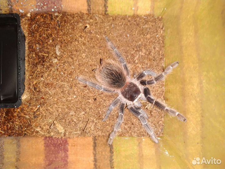 Птицееды Lasiodora parahybana