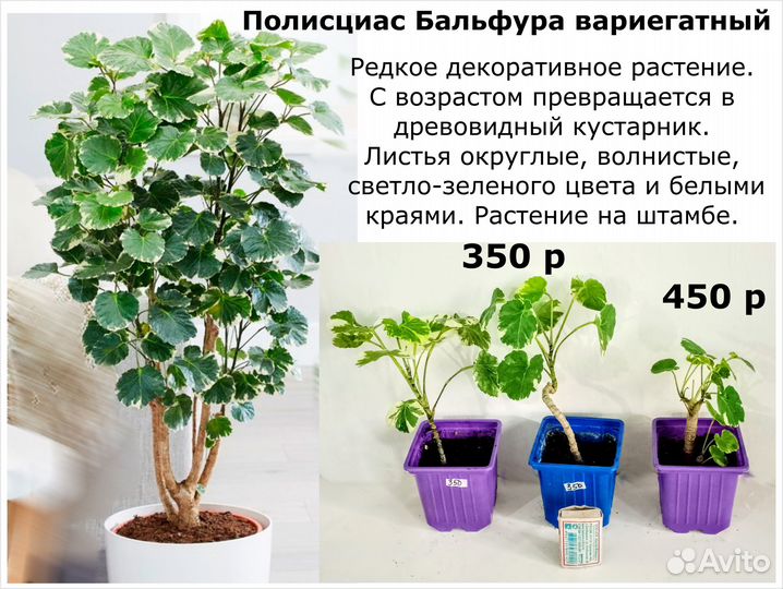 Аглаонемы Фикус Суккуленты Диффенбахия Цены от