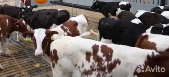 Бычки телята