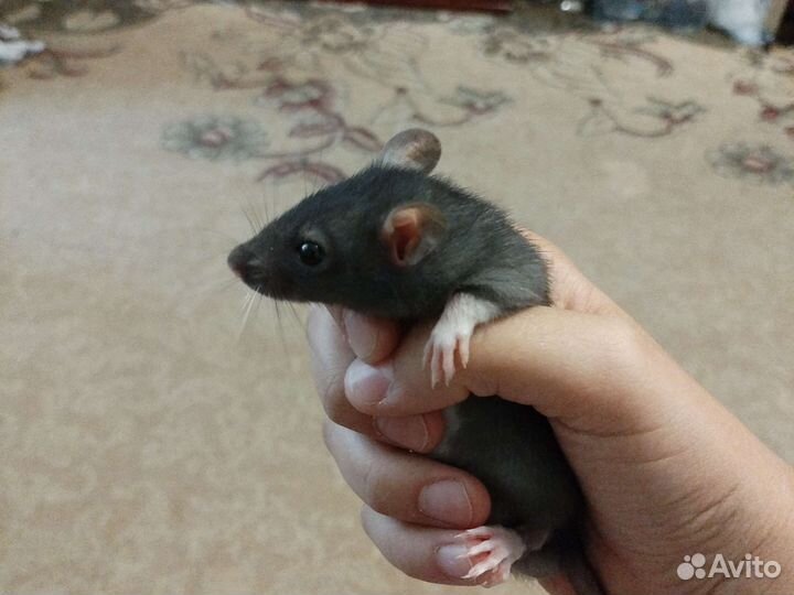 Крысята дамбо