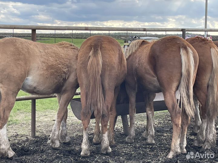 Кобылки на племя годовалые