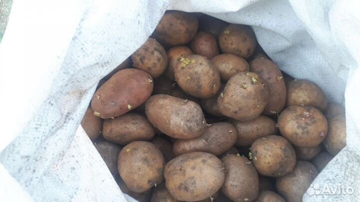 Семенной картофель