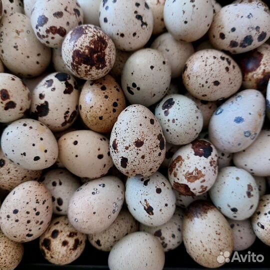 Яйцо и мясо домашнее