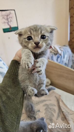 Британские котята