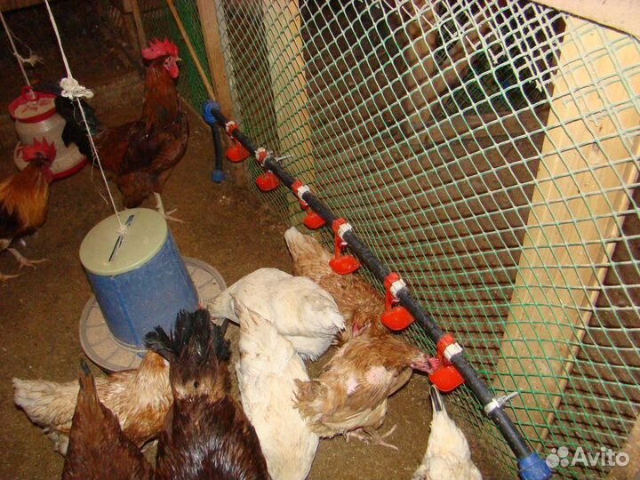 Поилки, кормушки и гнёзда для кур