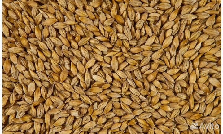 Зерно пшеница ячмень