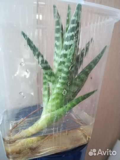 Алое тигровый, фикус