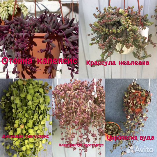 Суккуленты ампельные