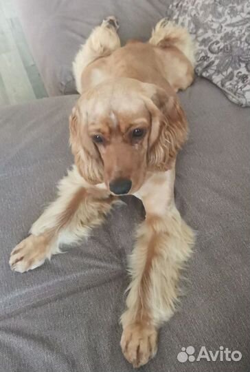 Кокер спаниель