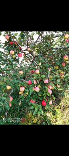 Участок 6 сот. (СНТ, ДНП)