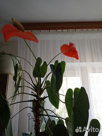 Антуриум красный