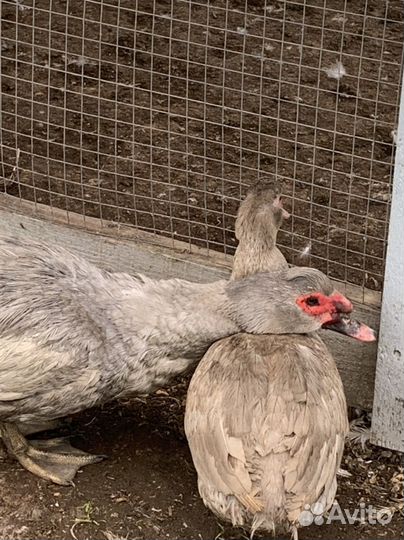 Яйцо цыплята Брама индоутята Лаванда