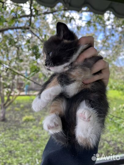 Котята в добрые руки бесплатно