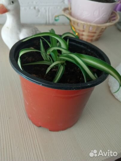 Хлорофитум кудрявый