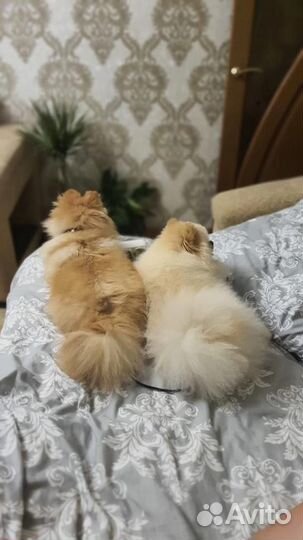 Продажа щенков шпица