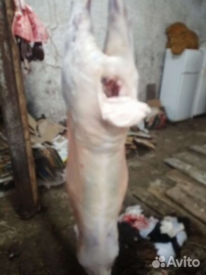 Мясо баранины Халяль(курдючные)