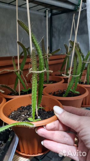 Питахайя жёлтая рассада