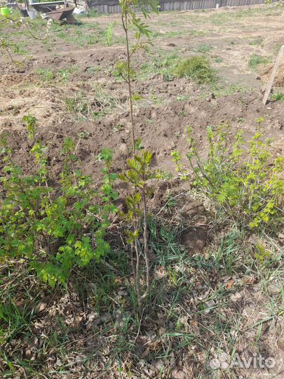 Рябина обыкновенная