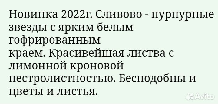 Фиалка KZ Джек Воробей. Лист с деткой