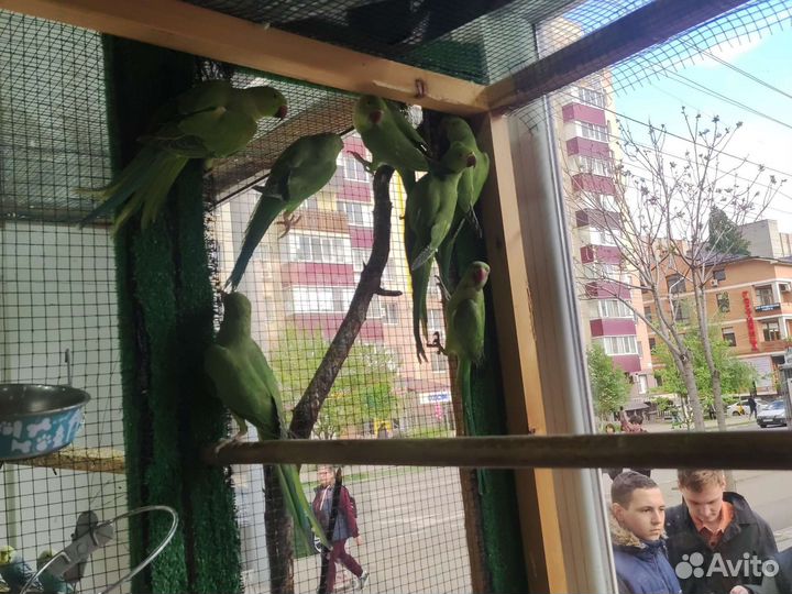 Ожереловый попугай