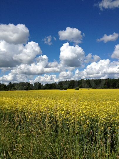 Участок 5 га (СНТ, ДНП)