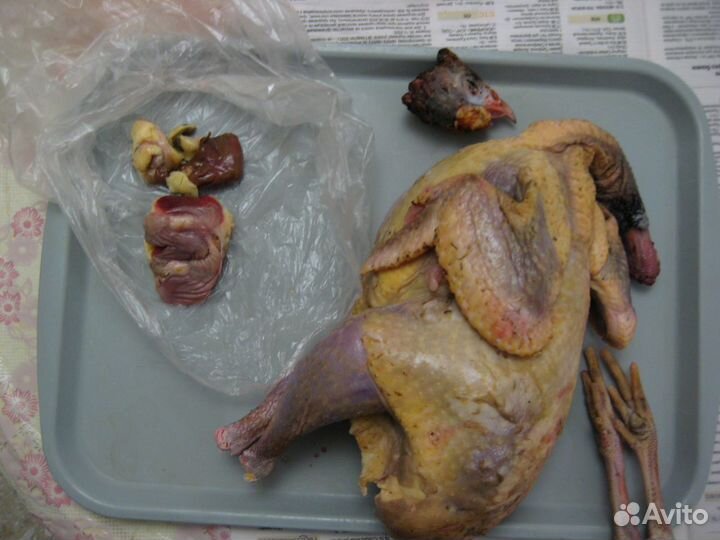Мясо Цесарка,голошейка,кучинские и петушки,бройлер