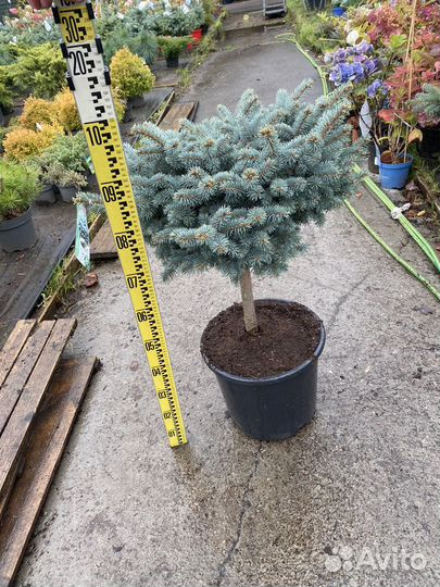 Ель глаука глобоза на штамбе