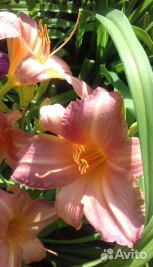 Лилейники сортовые садовые многолетники (цветы)