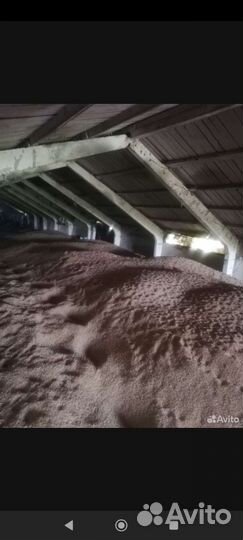 Пшеница зерно