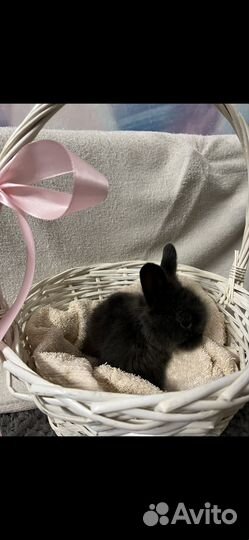 Декоративные кролики